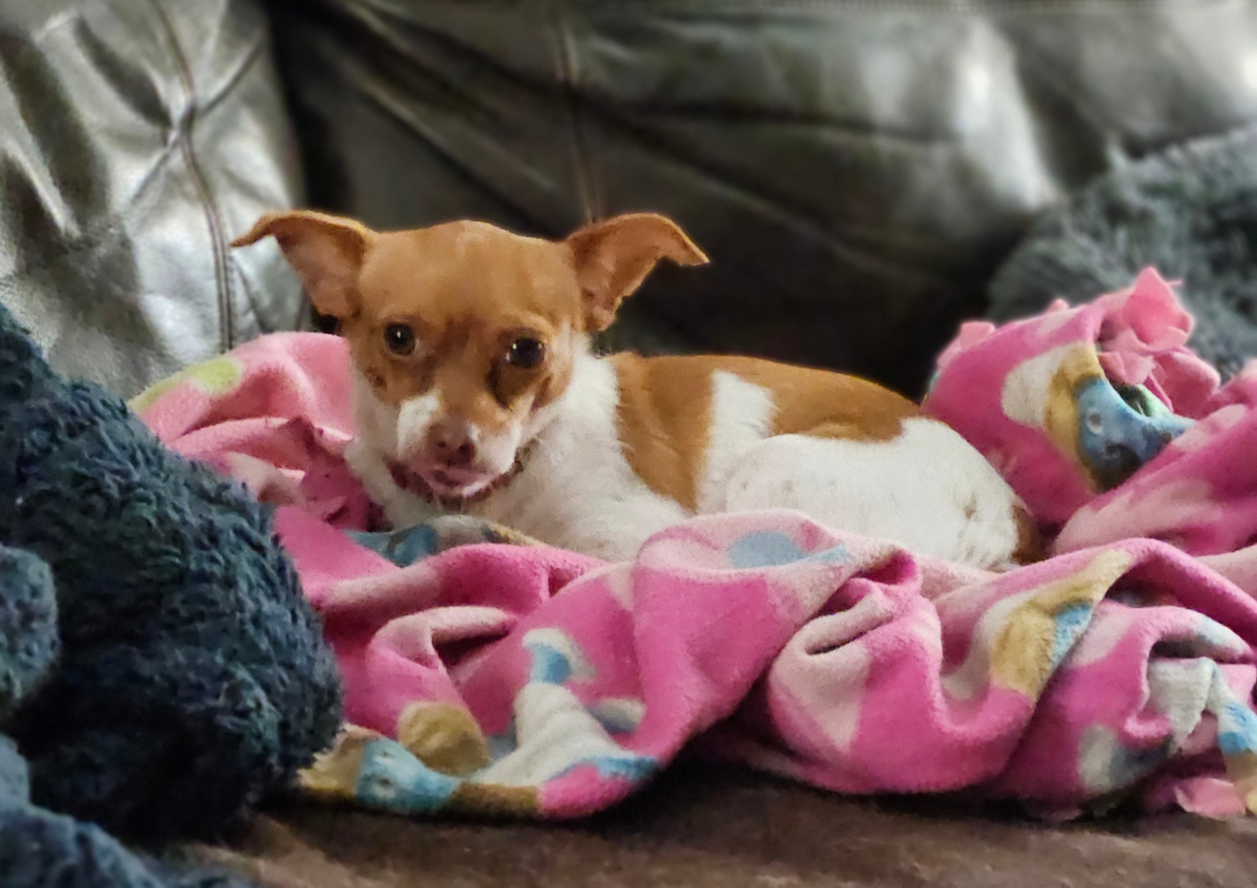 Enlarge Phoebe, a Adoptable Chihuahua in Wolcott, CT image 2/5