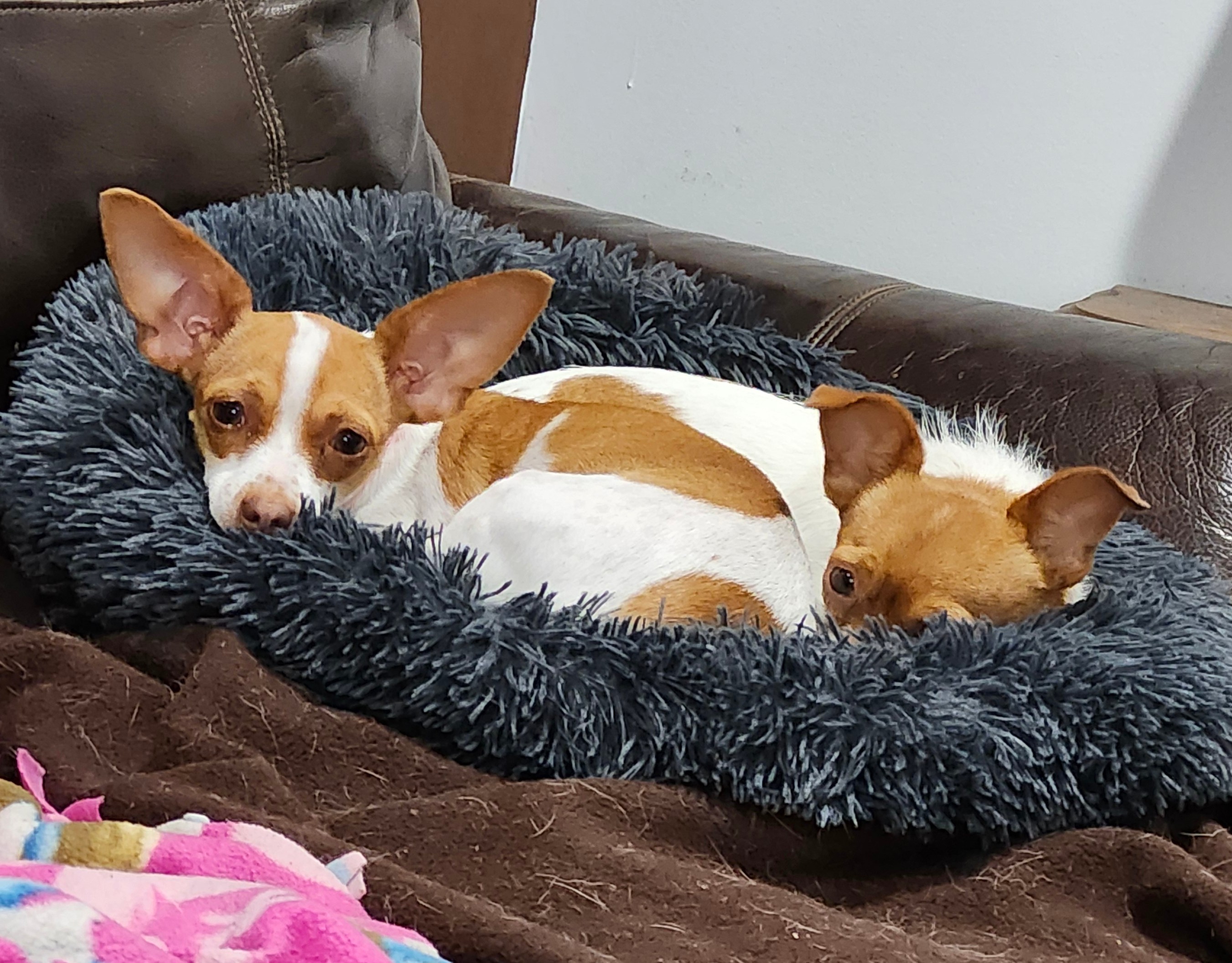 Enlarge Phoebe, a Adoptable Chihuahua in Wolcott, CT image 3/5