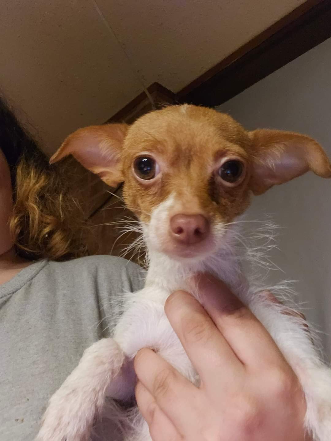 Enlarge Phoebe, a Adoptable Chihuahua in Wolcott, CT image 1/5