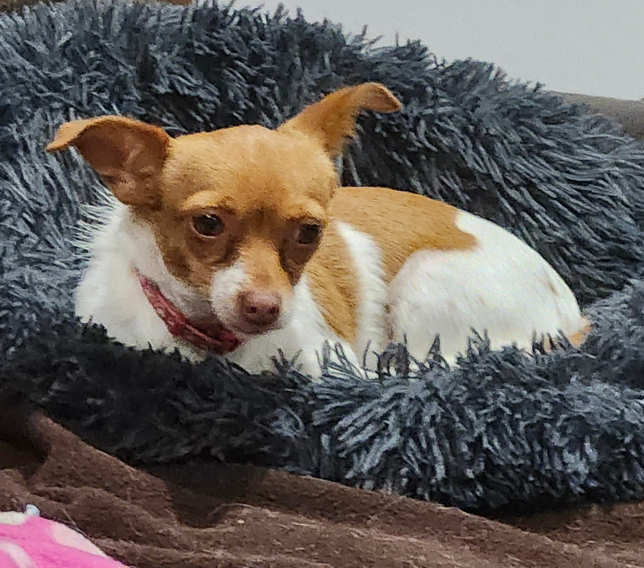 Enlarge Phoebe, a Adoptable Chihuahua in Wolcott, CT image 4/5