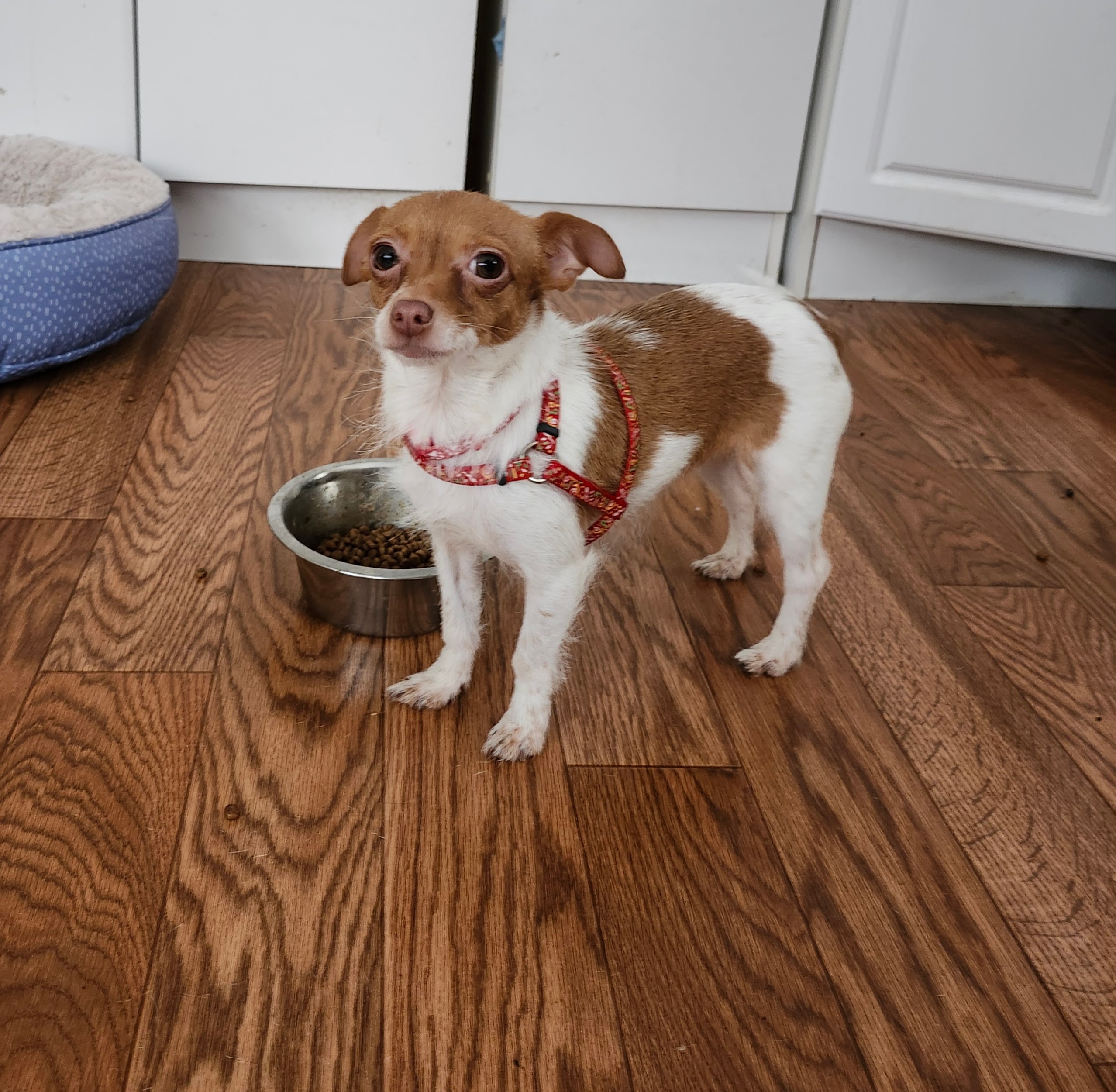 Enlarge Phoebe, a Adoptable Chihuahua in Wolcott, CT image 5/5