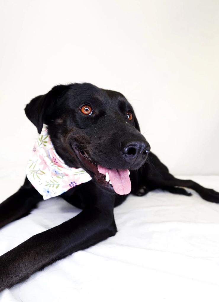 Enlarge Kenna, a Adoptable mixed breed in Bixby, OK image 5/6