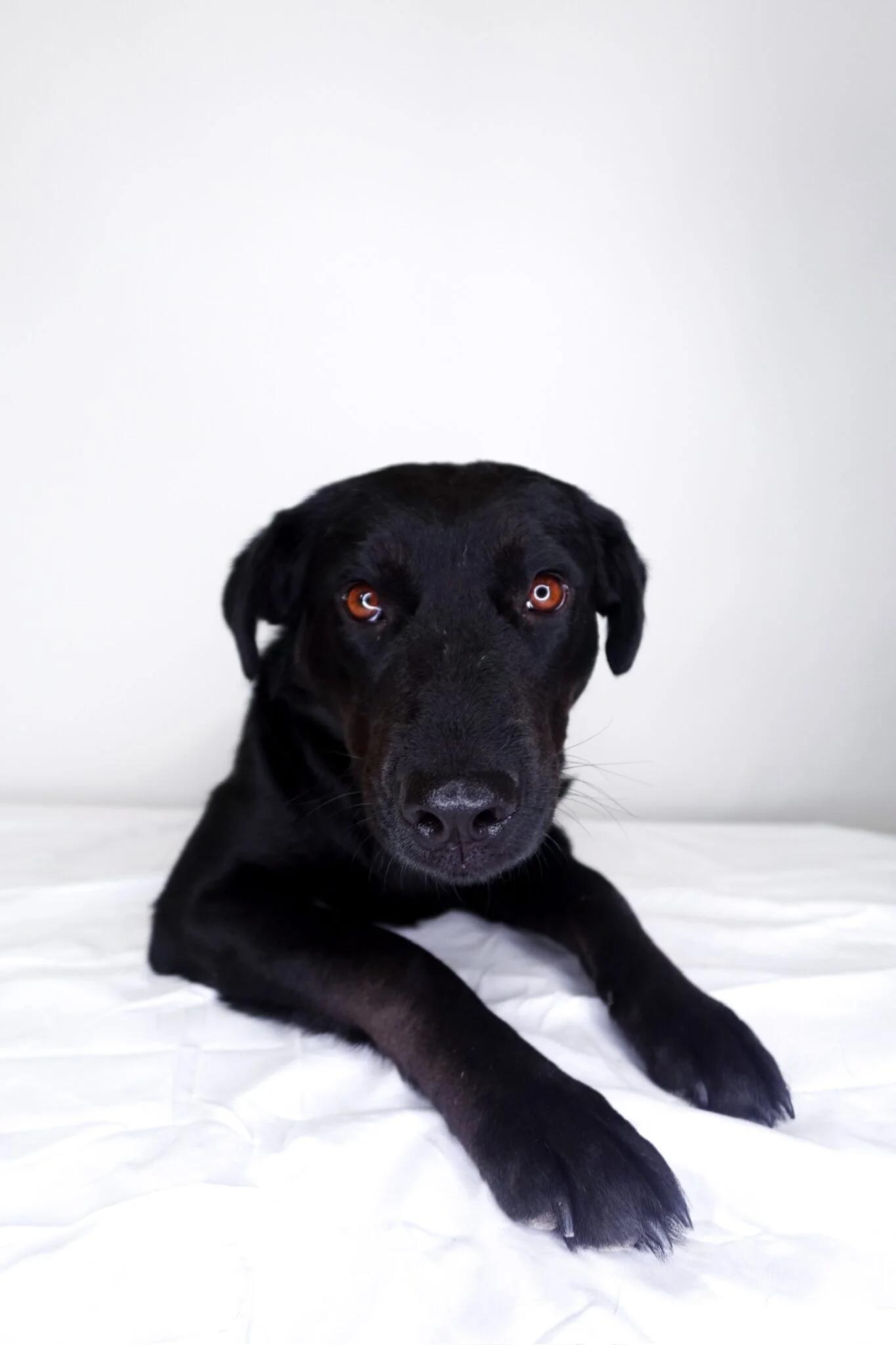 Kenna, a Adoptable mixed breed in Bixby, OK image 1/4