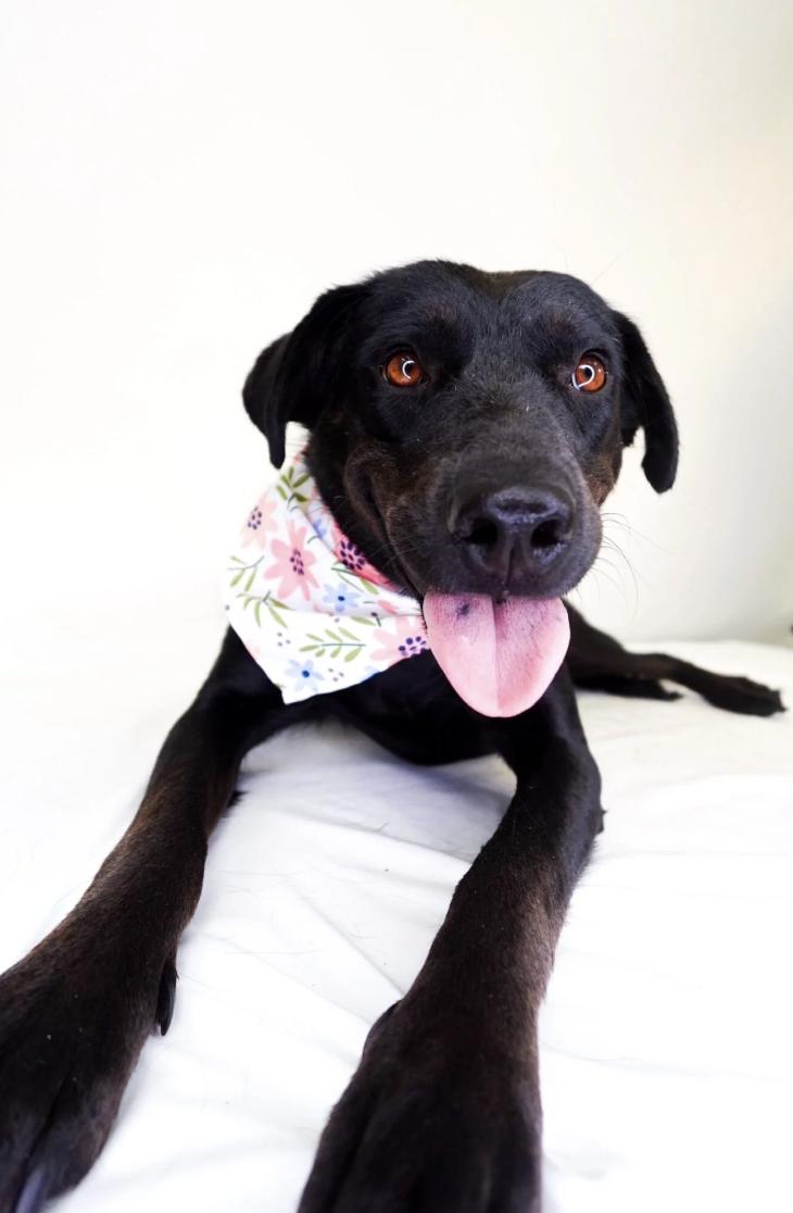 Enlarge Kenna, a Adoptable mixed breed in Bixby, OK image 2/6