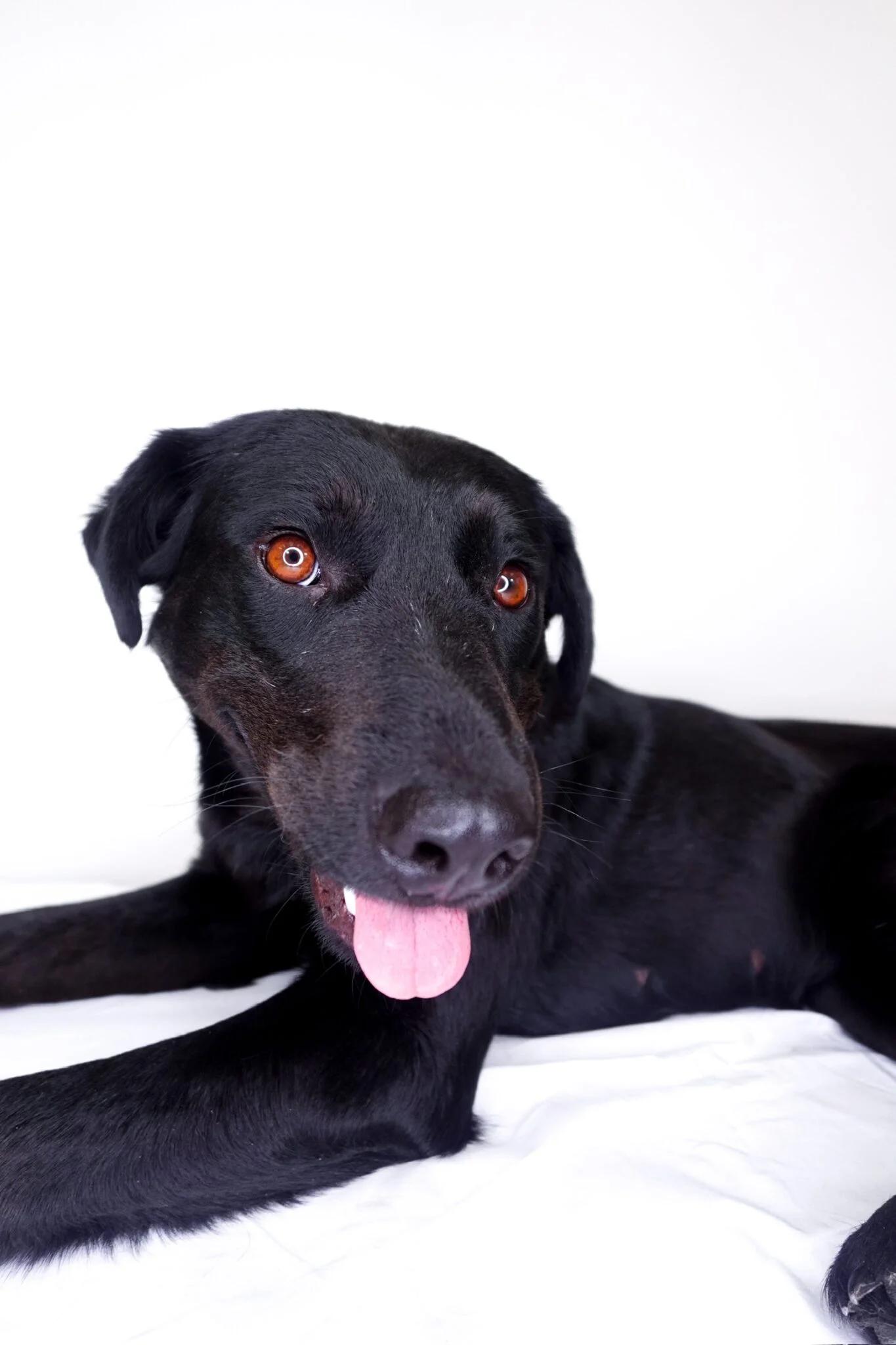 Kenna, a Adoptable mixed breed in Bixby, OK image 2/4