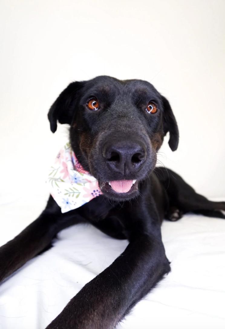 Enlarge Kenna, a Adoptable mixed breed in Bixby, OK image 4/6