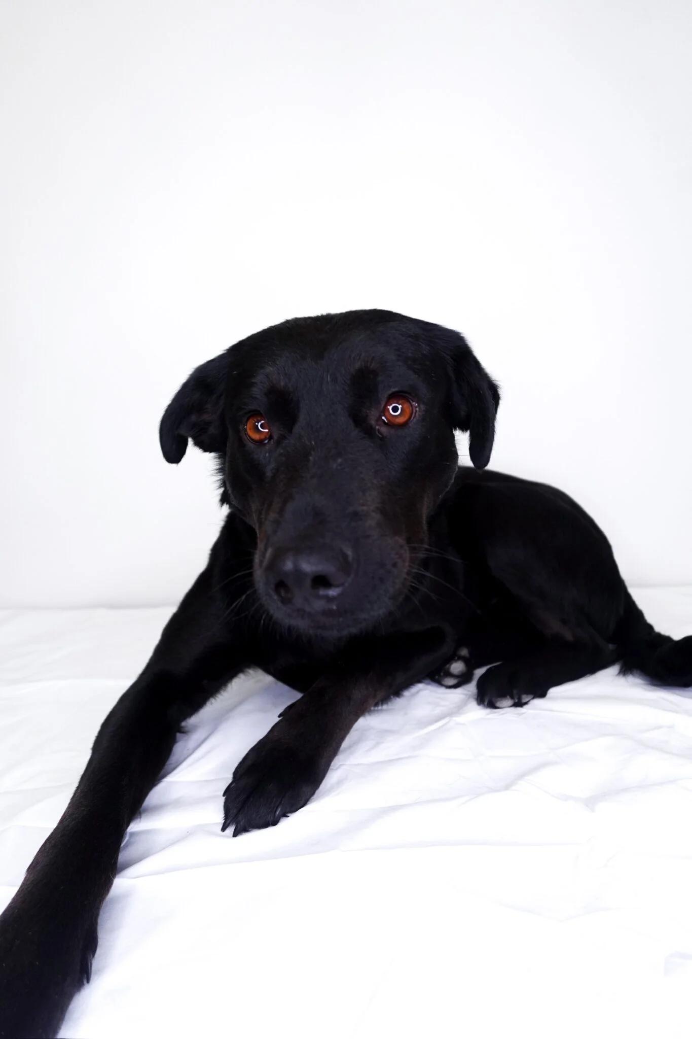 Kenna, a Adoptable mixed breed in Bixby, OK image 3/4