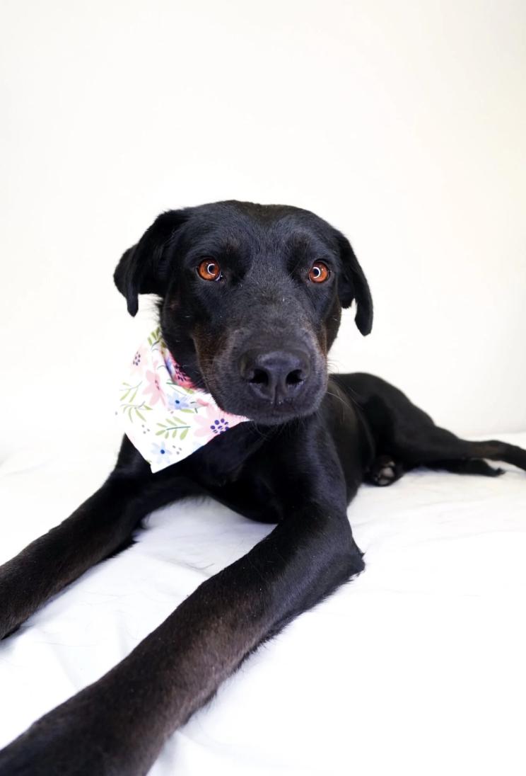 Enlarge Kenna, a Adoptable mixed breed in Bixby, OK image 1/6