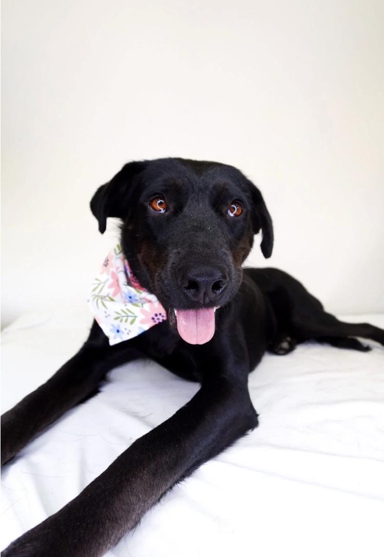 Enlarge Kenna, a Adoptable mixed breed in Bixby, OK image 6/6