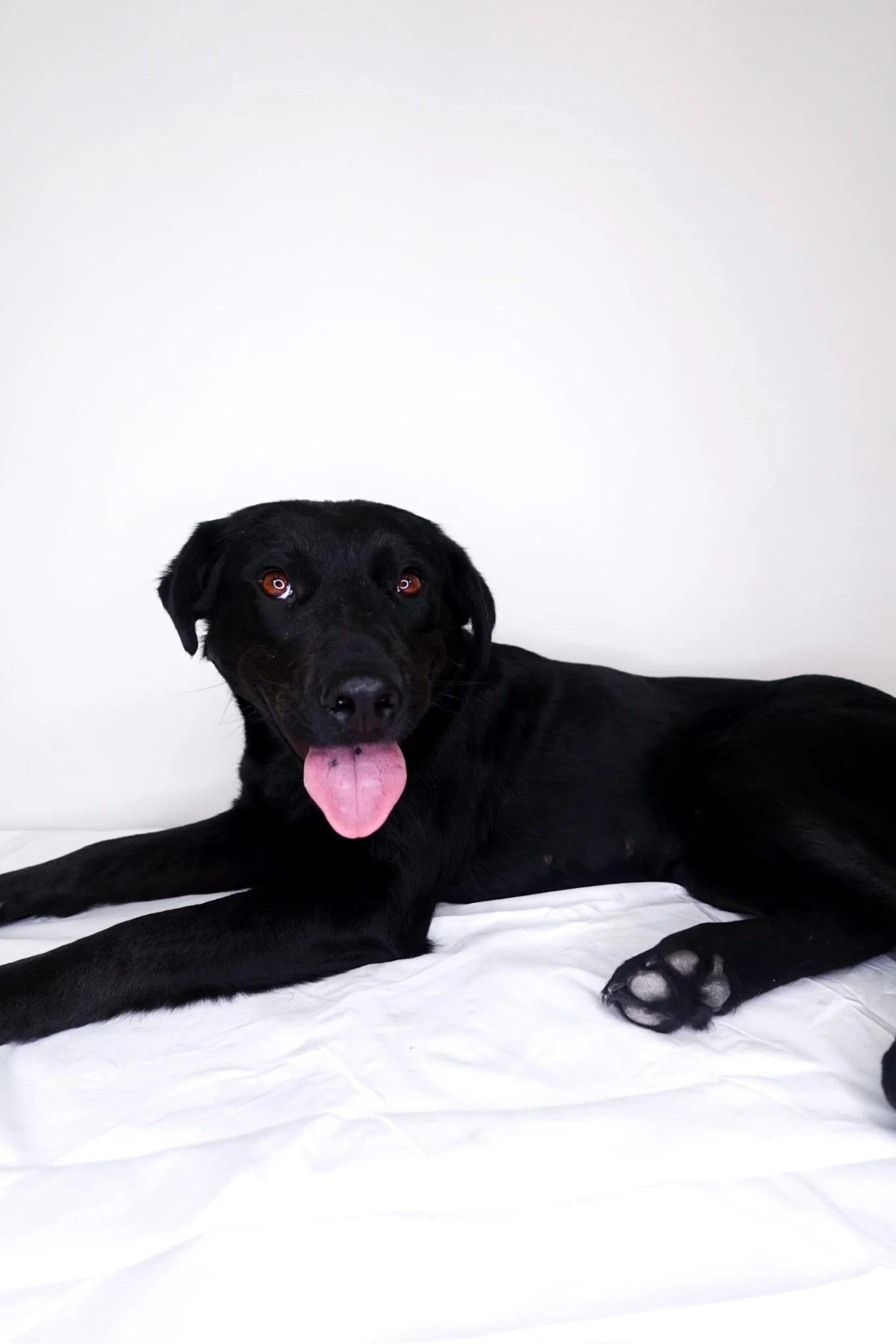 Kenna, a Adoptable mixed breed in Bixby, OK image 4/4