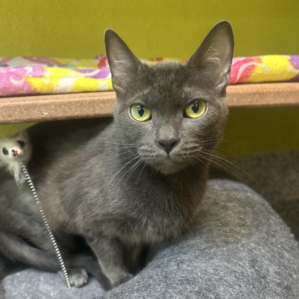 RC, Adoptable, Adult Female Domestic Short Hair.