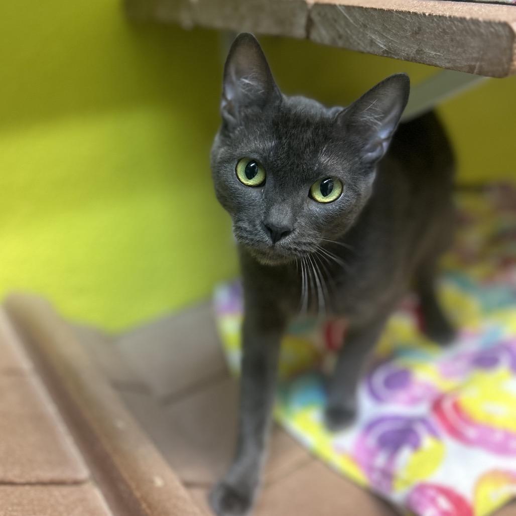 RC, a Adoptable Domestic Short Hair in Fresno, CA image 2/3