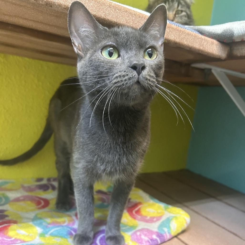 RC, a Adoptable Domestic Short Hair in Fresno, CA image 3/3