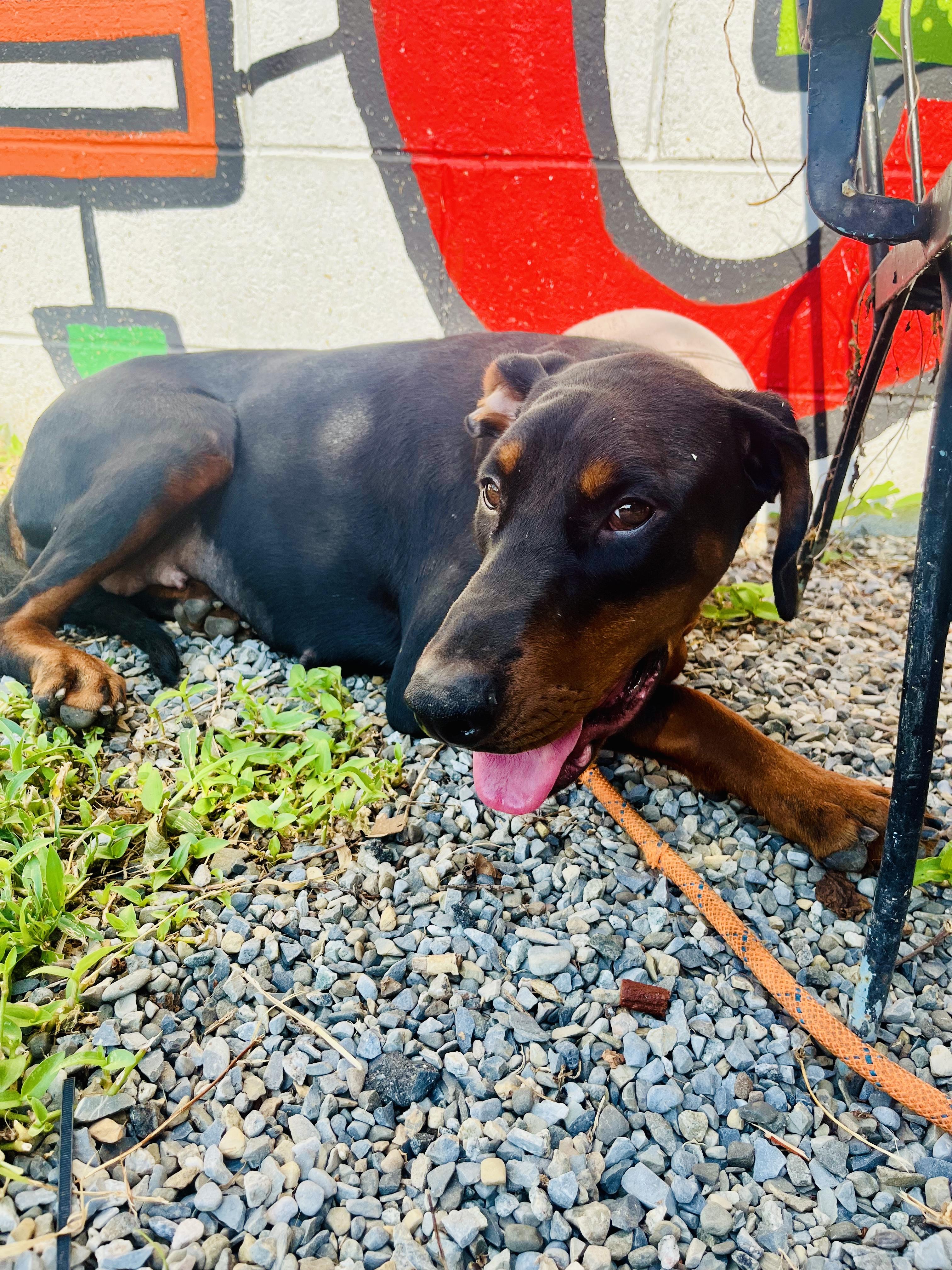Enlarge Queen, a Adopted Doberman Pinscher in East Orange, NJ image 1/4