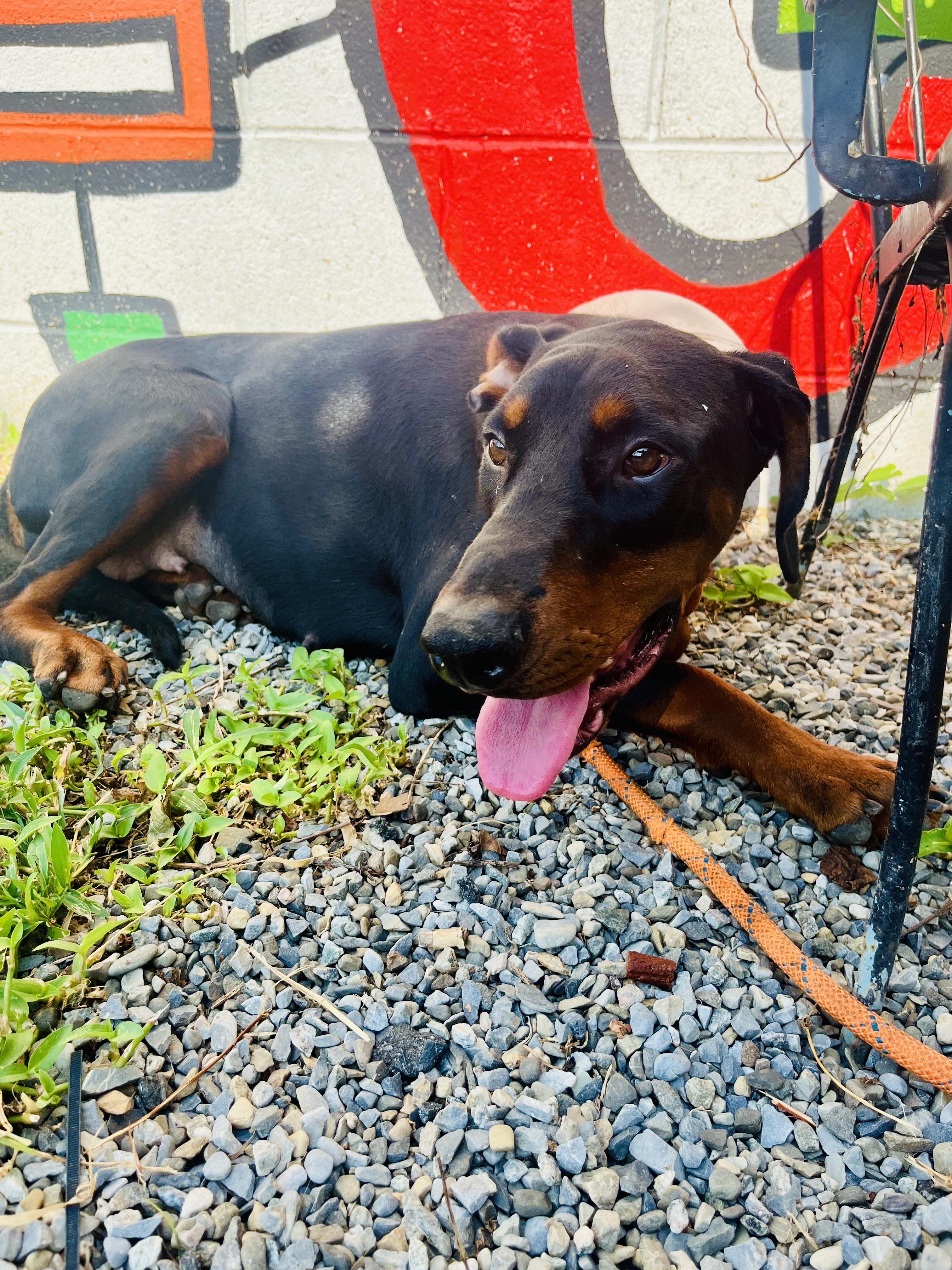 Queen, Adopted, Young Female Doberman Pinscher.