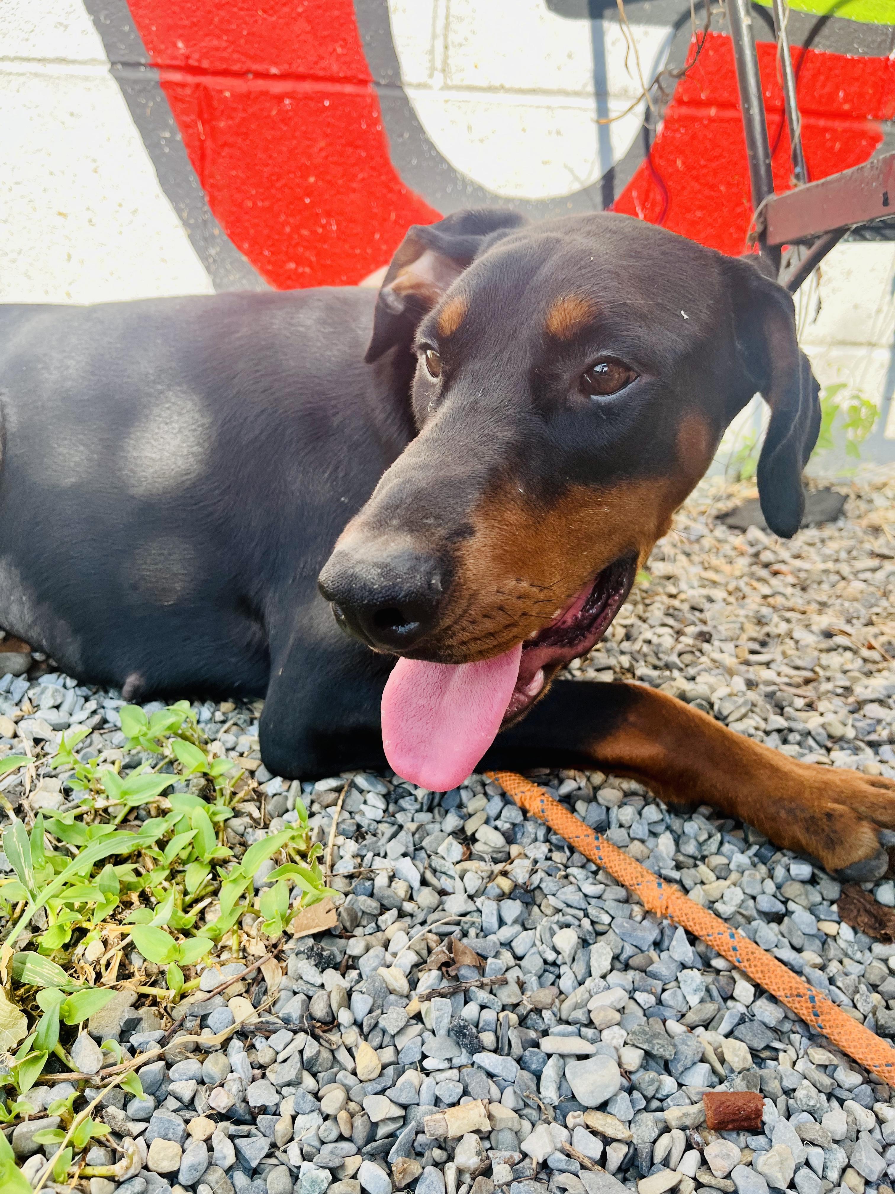 Enlarge Queen, a Adopted Doberman Pinscher in East Orange, NJ image 3/4