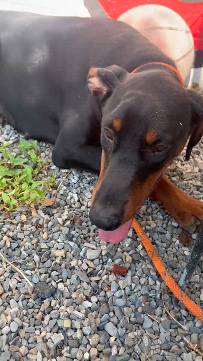 Enlarge Queen, a Adopted Doberman Pinscher in East Orange, NJ video 4/4
