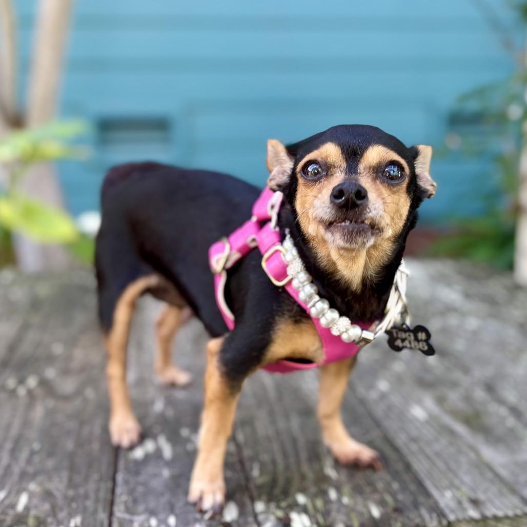 Godiva — thumbnail 3