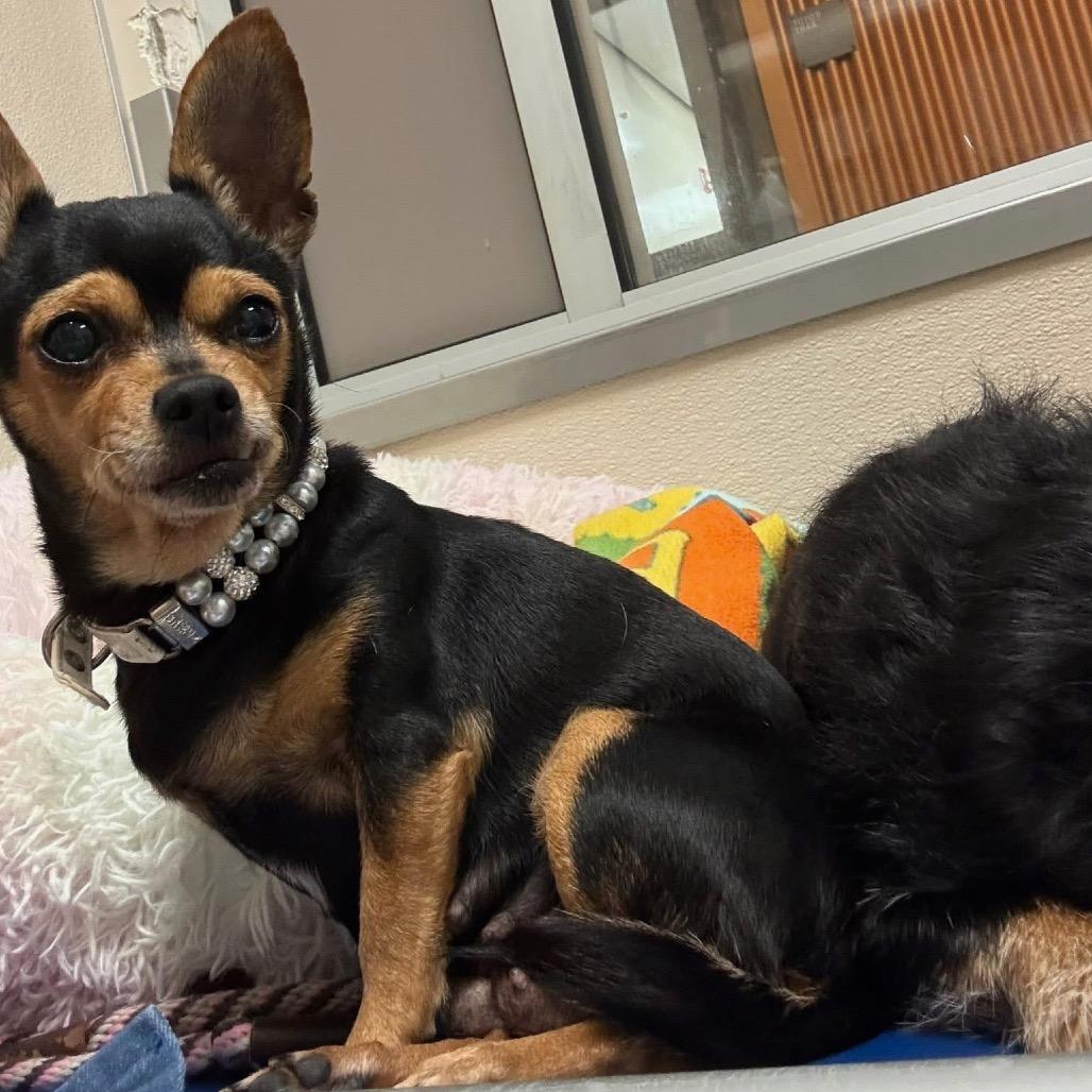 Godiva — thumbnail 4