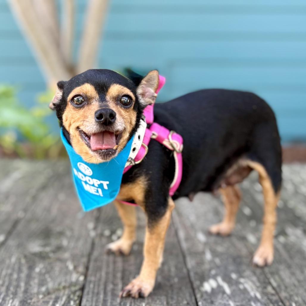 Godiva — thumbnail 5