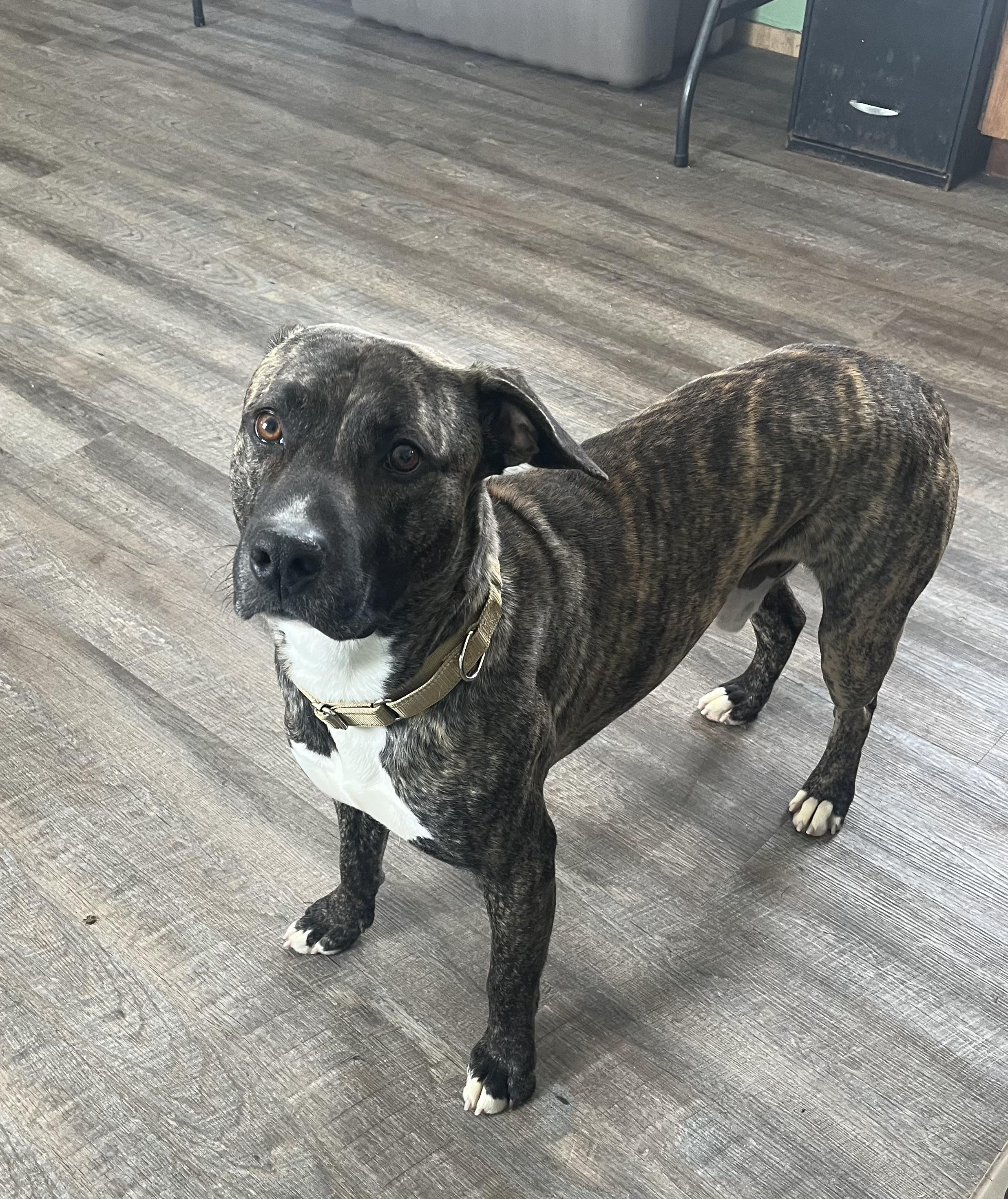 Knox, Adoptable, Adult Male Mixed Breed.