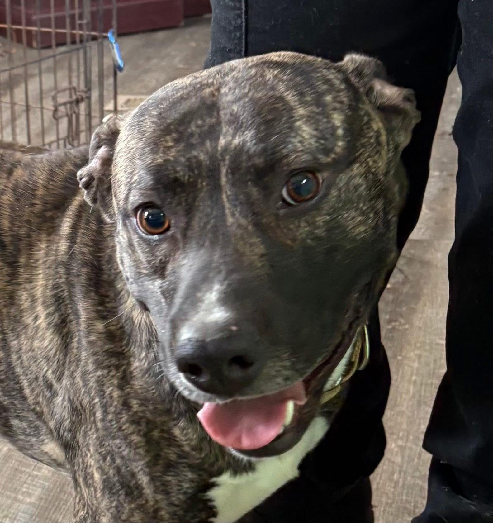 Knox, ADOPTABLE, Adult Male Mixed Breed.