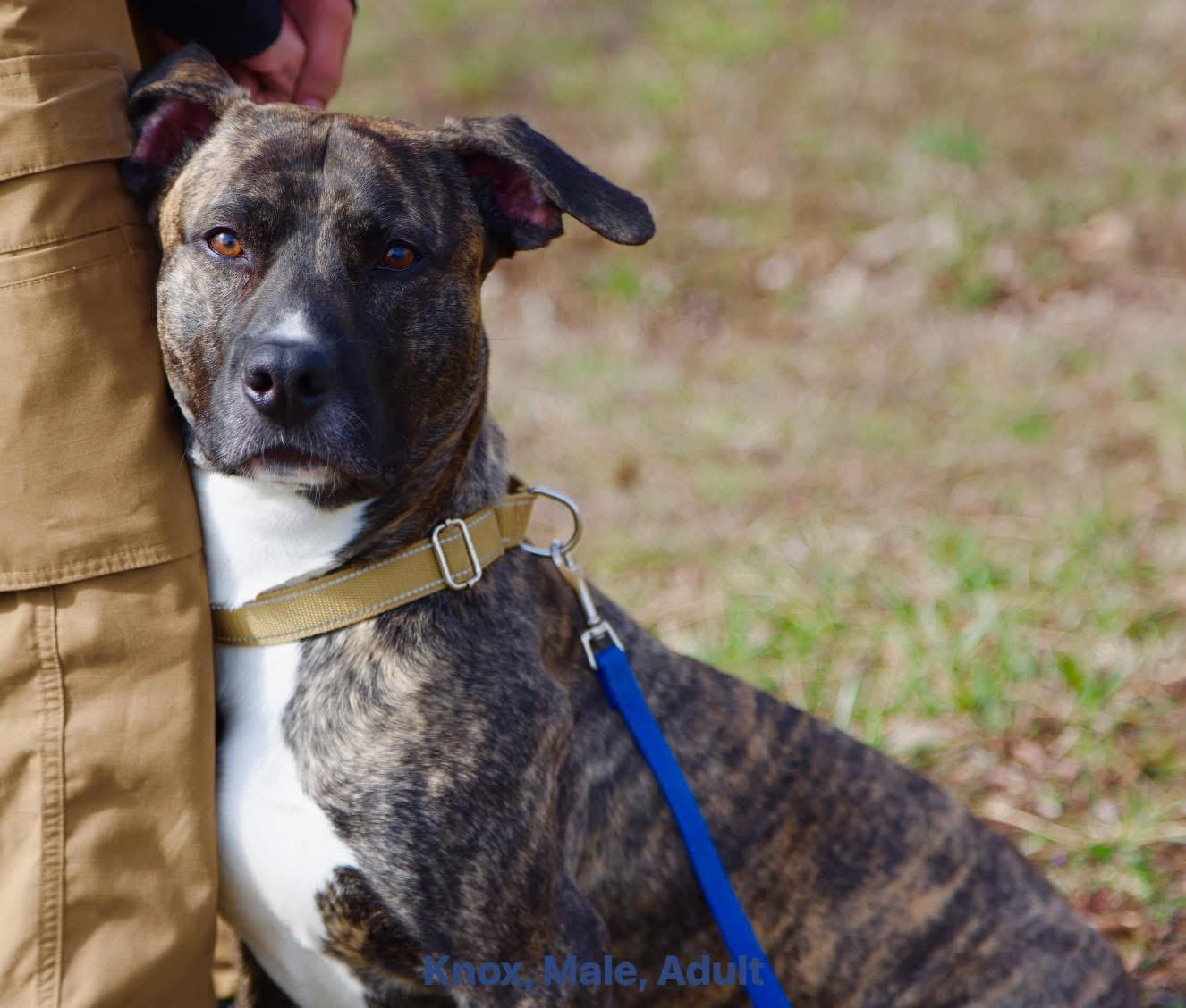Enlarge Knox, a Adoptable Mixed Breed in Cherokee Village, AR image 3/3