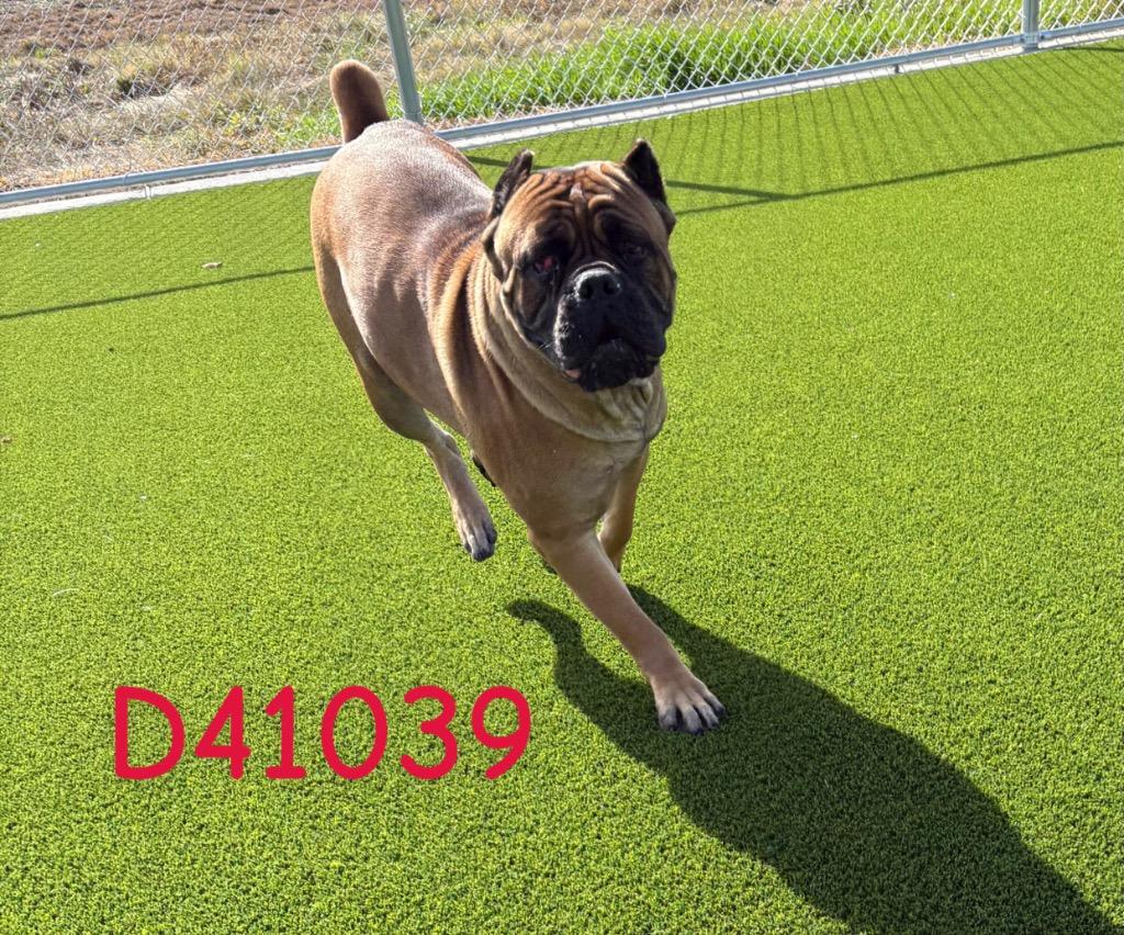 Enlarge Kenya, a Adoptable Cane Corso in Clarksville, TN image 1/2