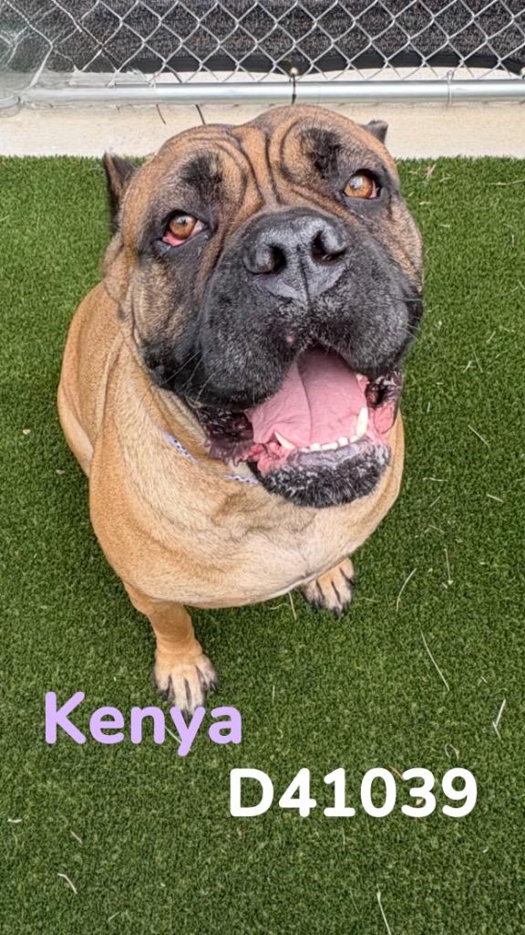 Enlarge Kenya, a Adoptable Cane Corso in Clarksville, TN image 2/2
