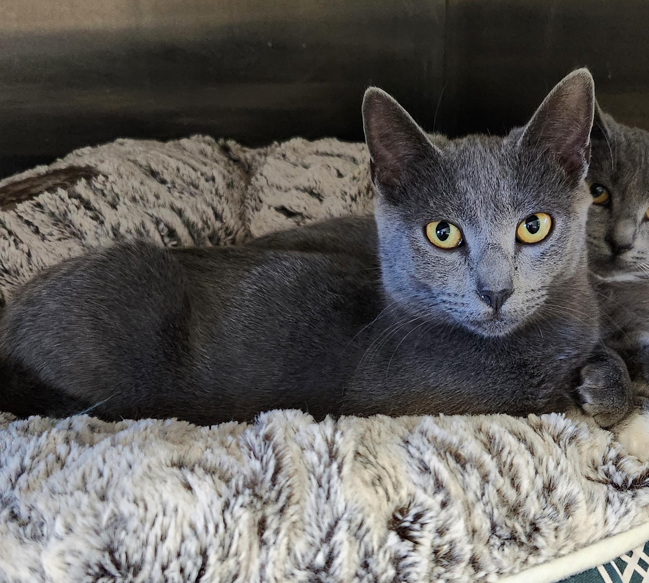 Enlarge Emily, a Adoptable mixed breed in Siloam Springs, AR image 1/3