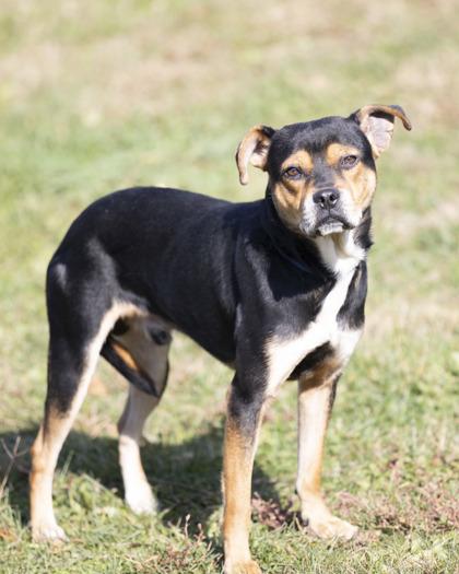 Enlarge Colby, a Adoptable Mixed Breed in Bedford, IN image 1/1