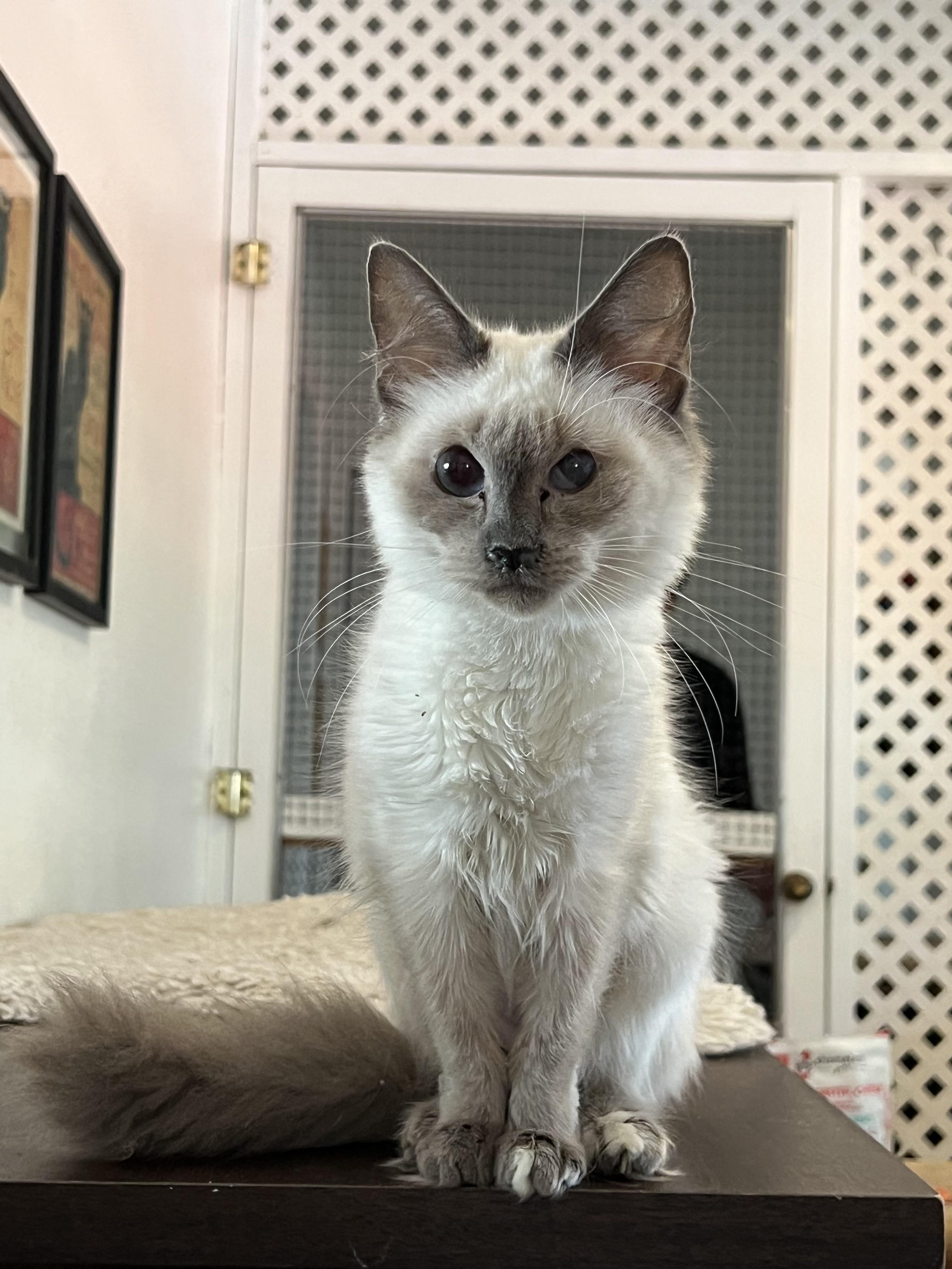 Tofu, adopted, Kitten Female Birman.