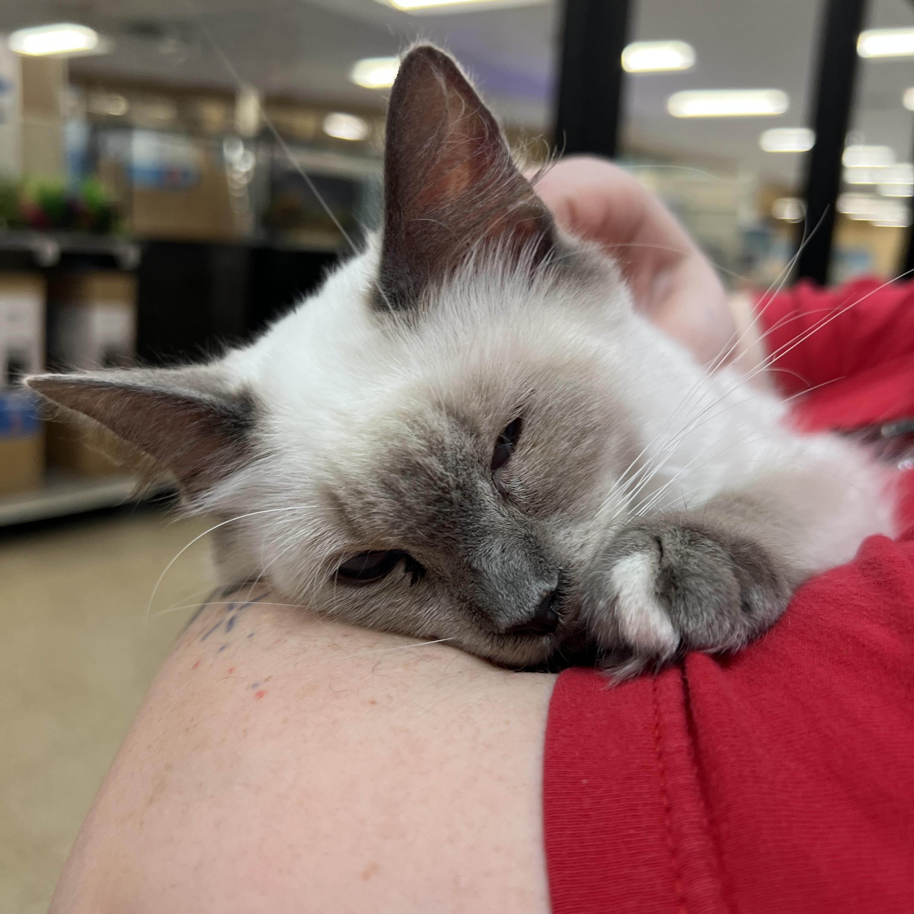 Enlarge Tofu, an adopted mixed breed in Bradenton, FL image 2/3