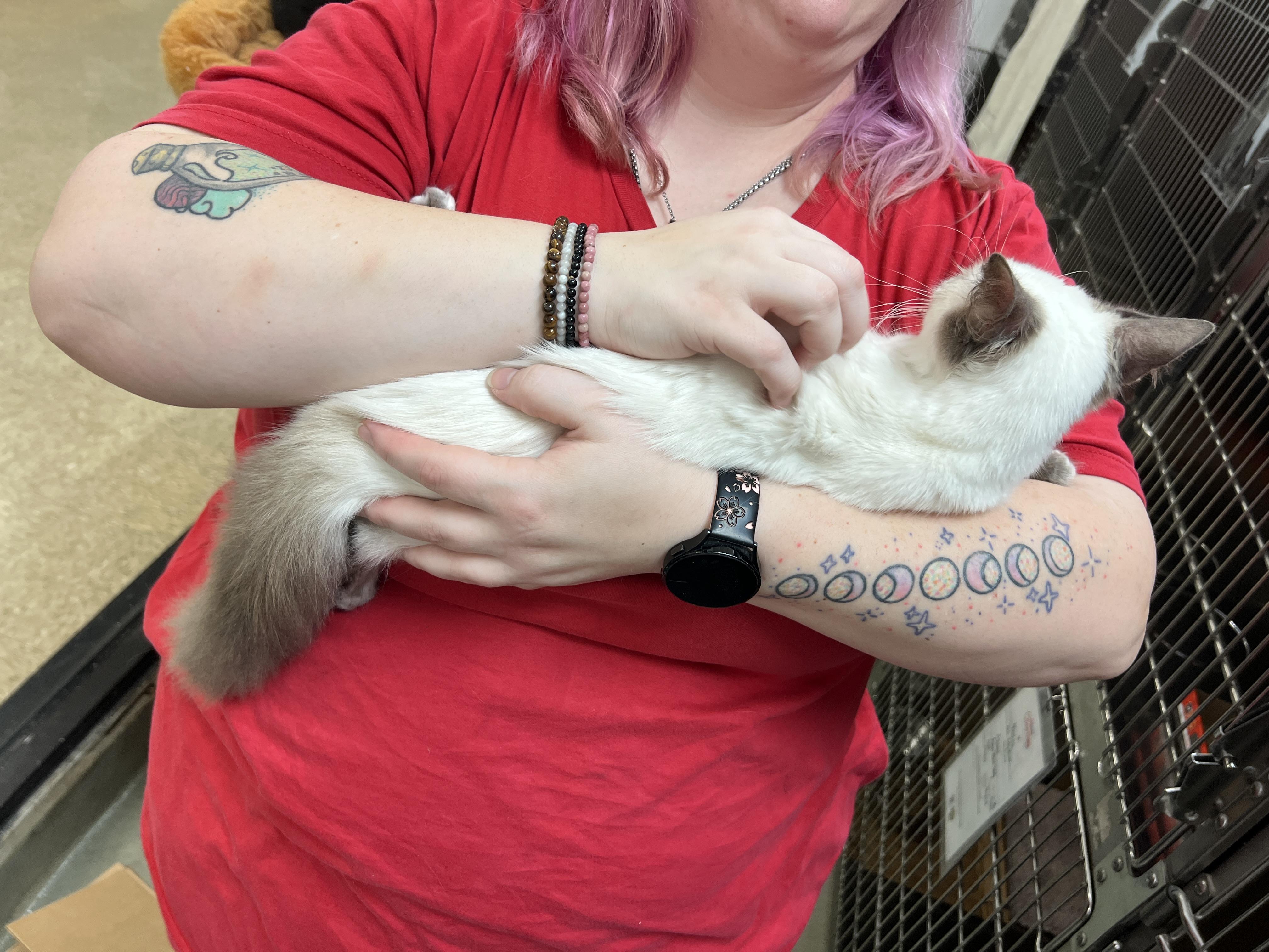 Enlarge Tofu, an adopted mixed breed in Bradenton, FL image 3/3