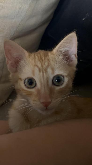 Canelo