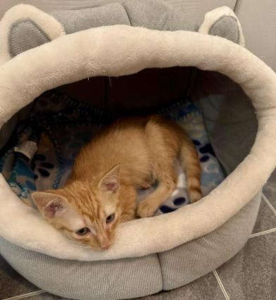 Canelo