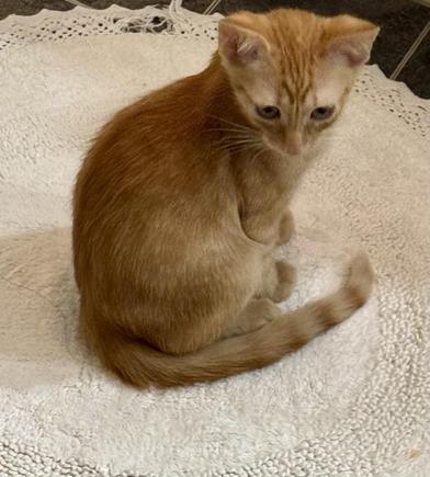 Canelo