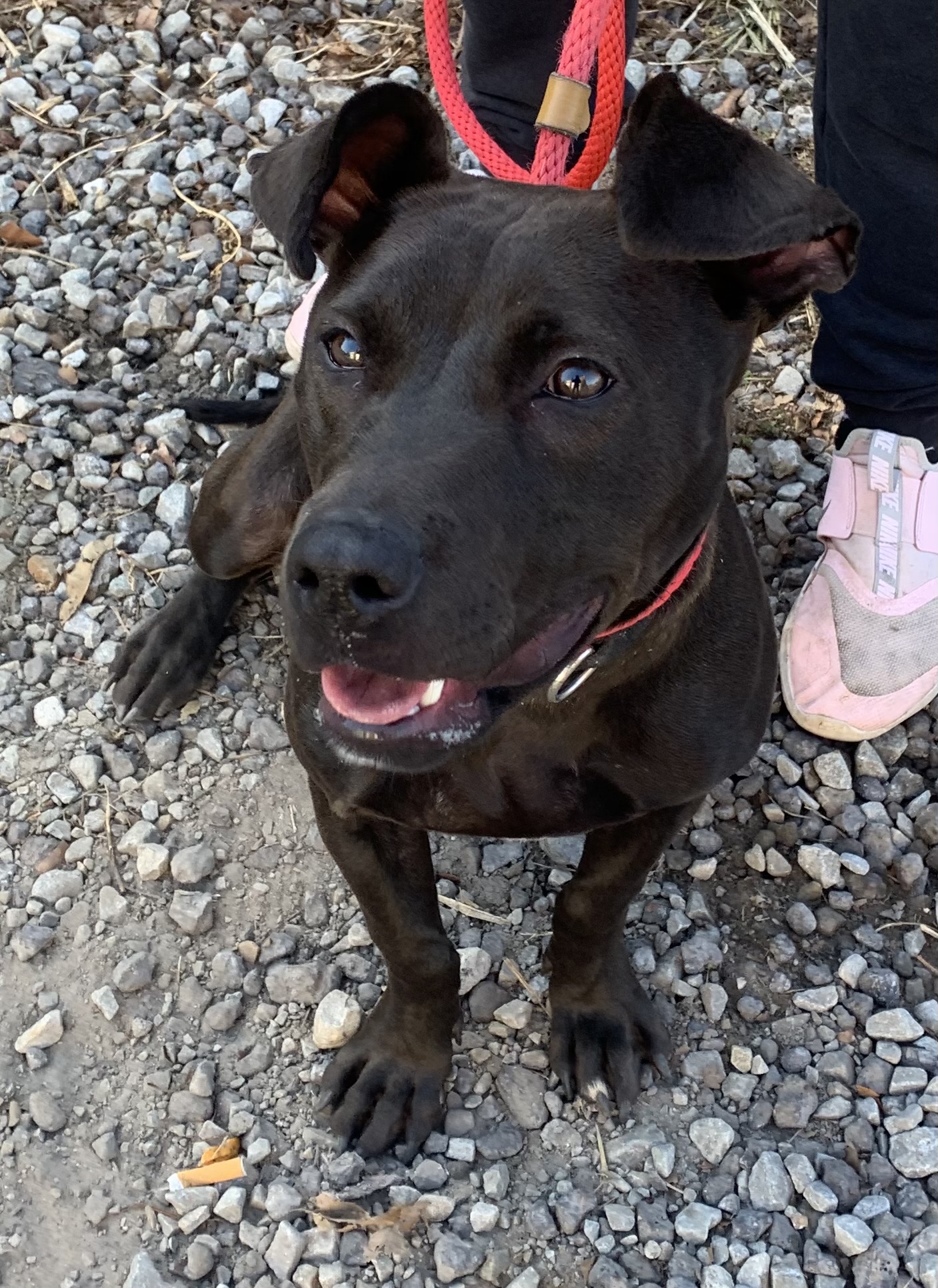 Dog for adoption New Black female, a Mixed Breed in McKeesport, PA