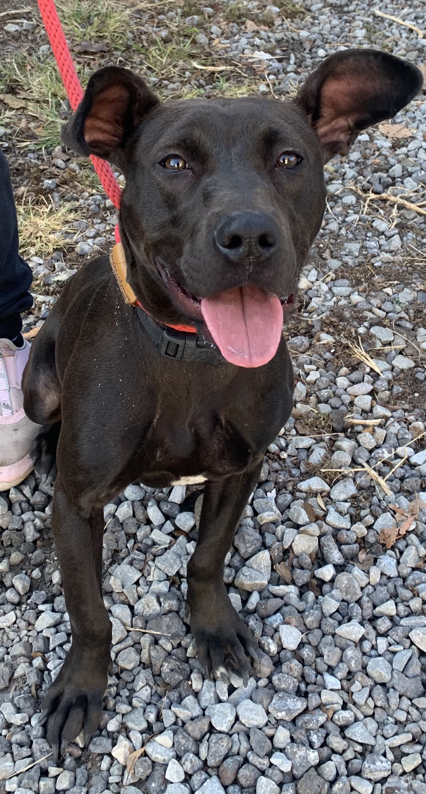 Dog for adoption New Black female, a Mixed Breed in McKeesport, PA