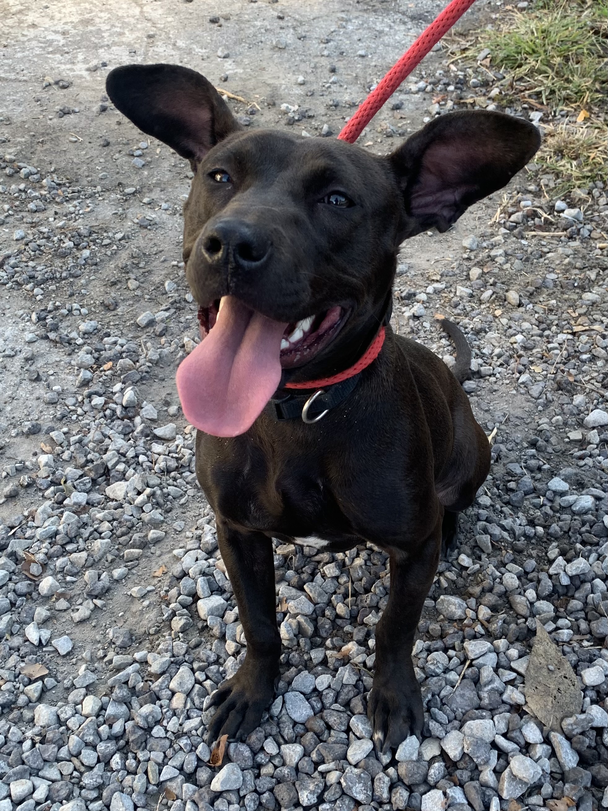 Dog for adoption New Black female, a Mixed Breed in McKeesport, PA