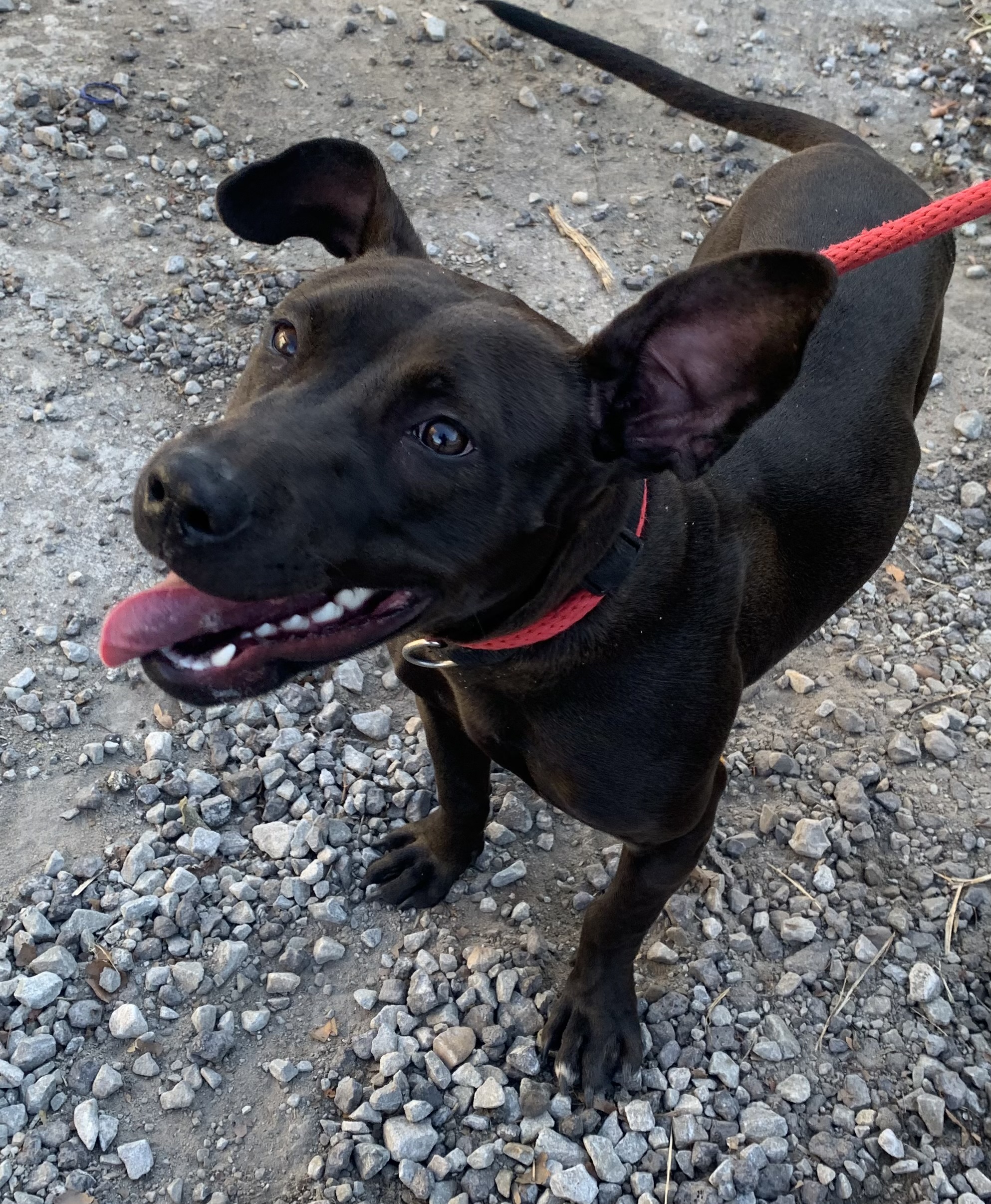 Dog for adoption New Black female, a Mixed Breed in McKeesport, PA