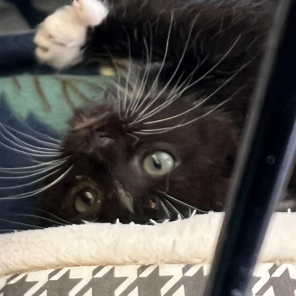 Sebastian, Adoptable, Kitten Male Domestic Medium Hair.