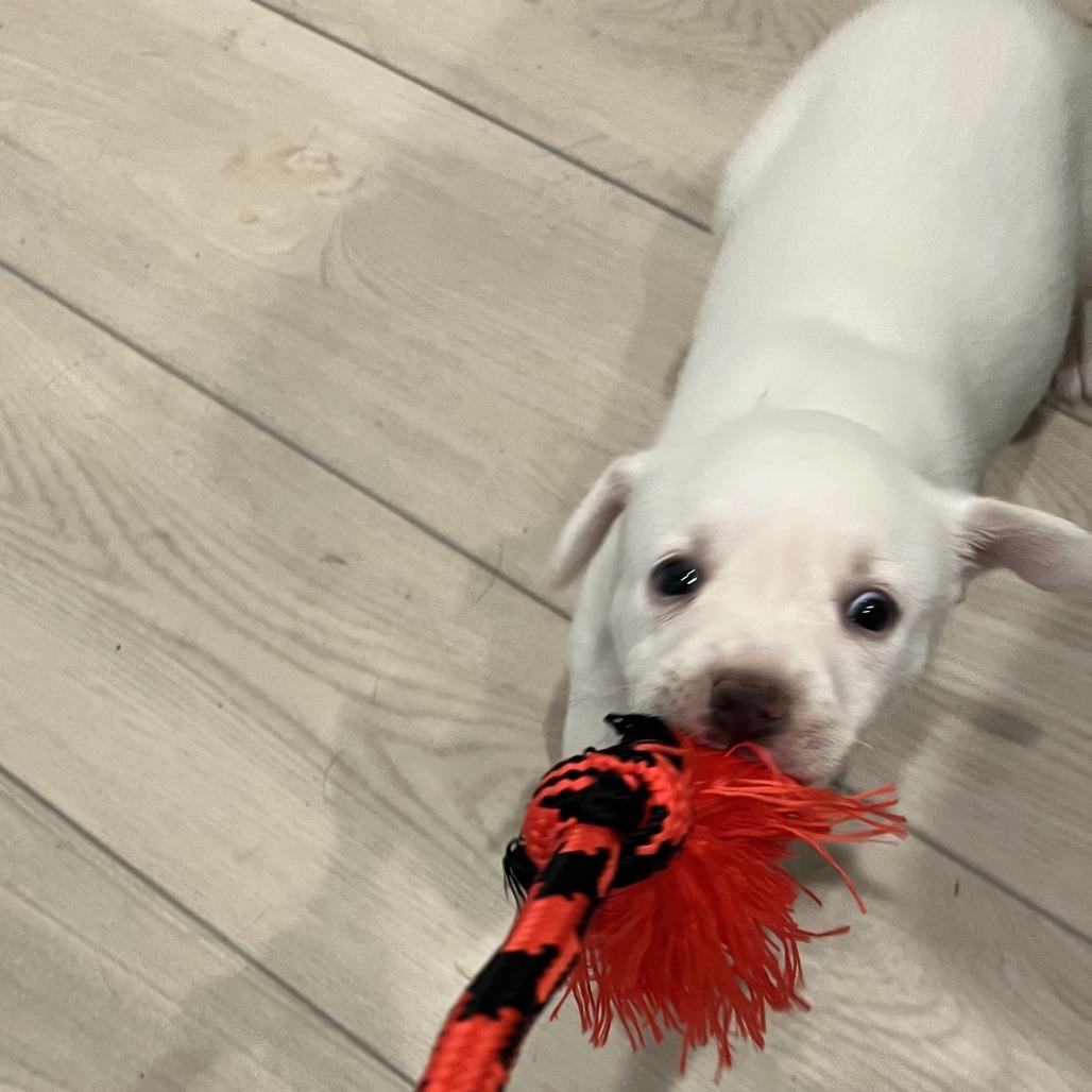 Doughly Parton — thumbnail 3