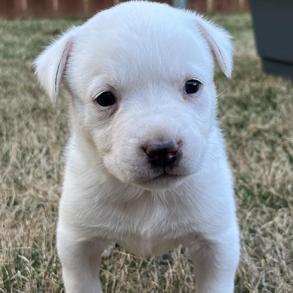 Doughly Parton — thumbnail 4