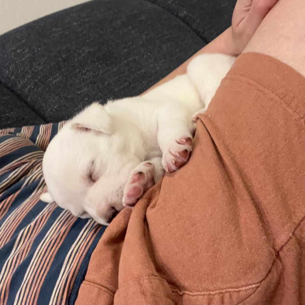 Doughly Parton — thumbnail 6