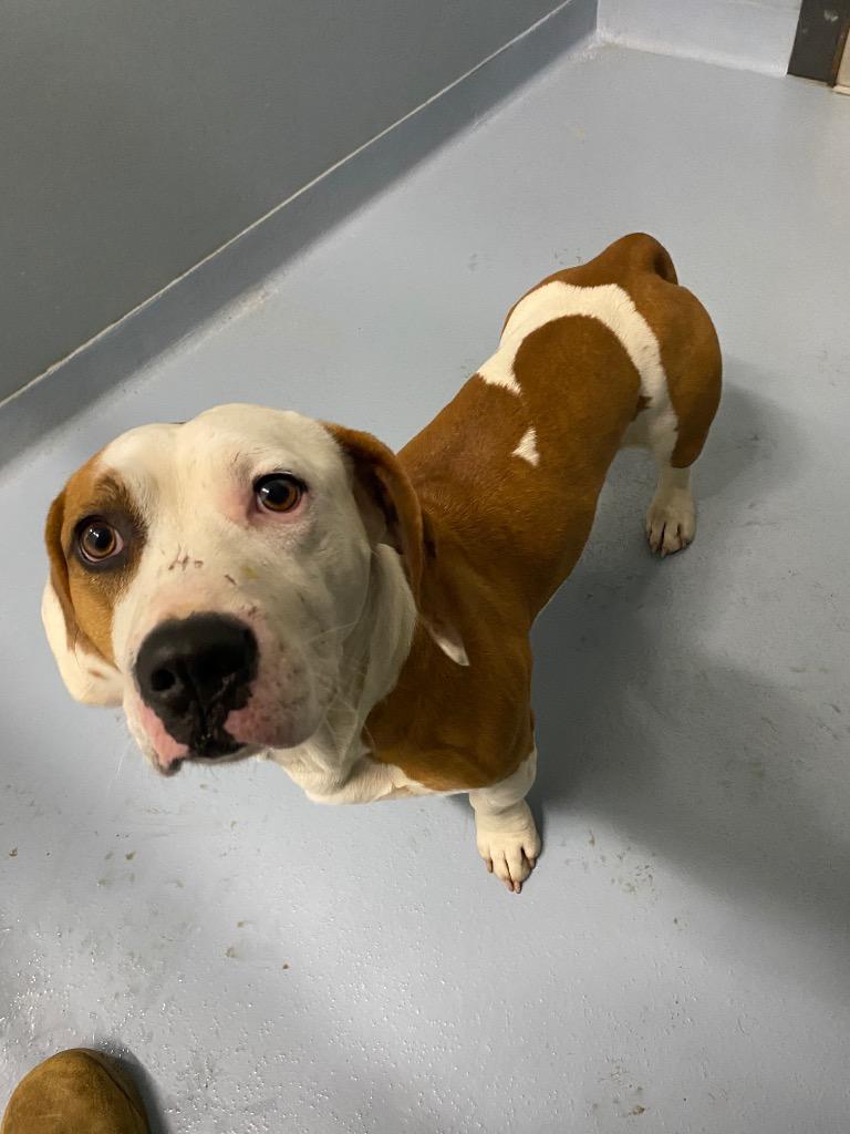 Lo, Adoptable, Young Male Mixed Breed.