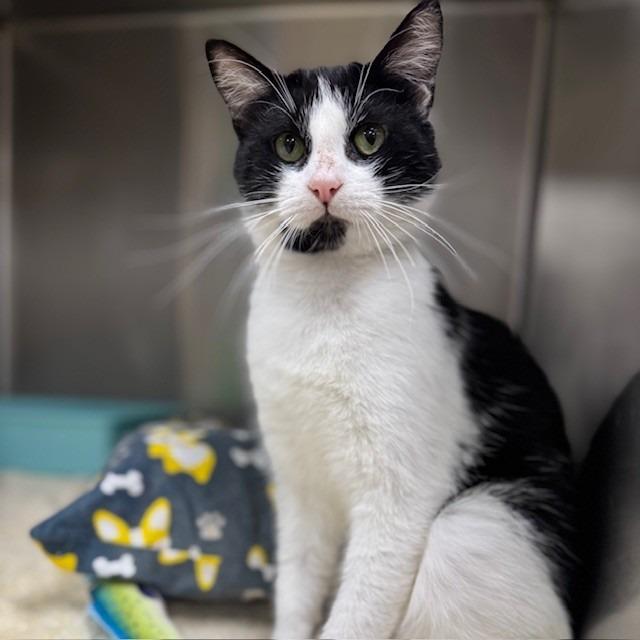 Valentino, Adoptable, Adult Male Domestic Medium Hair.