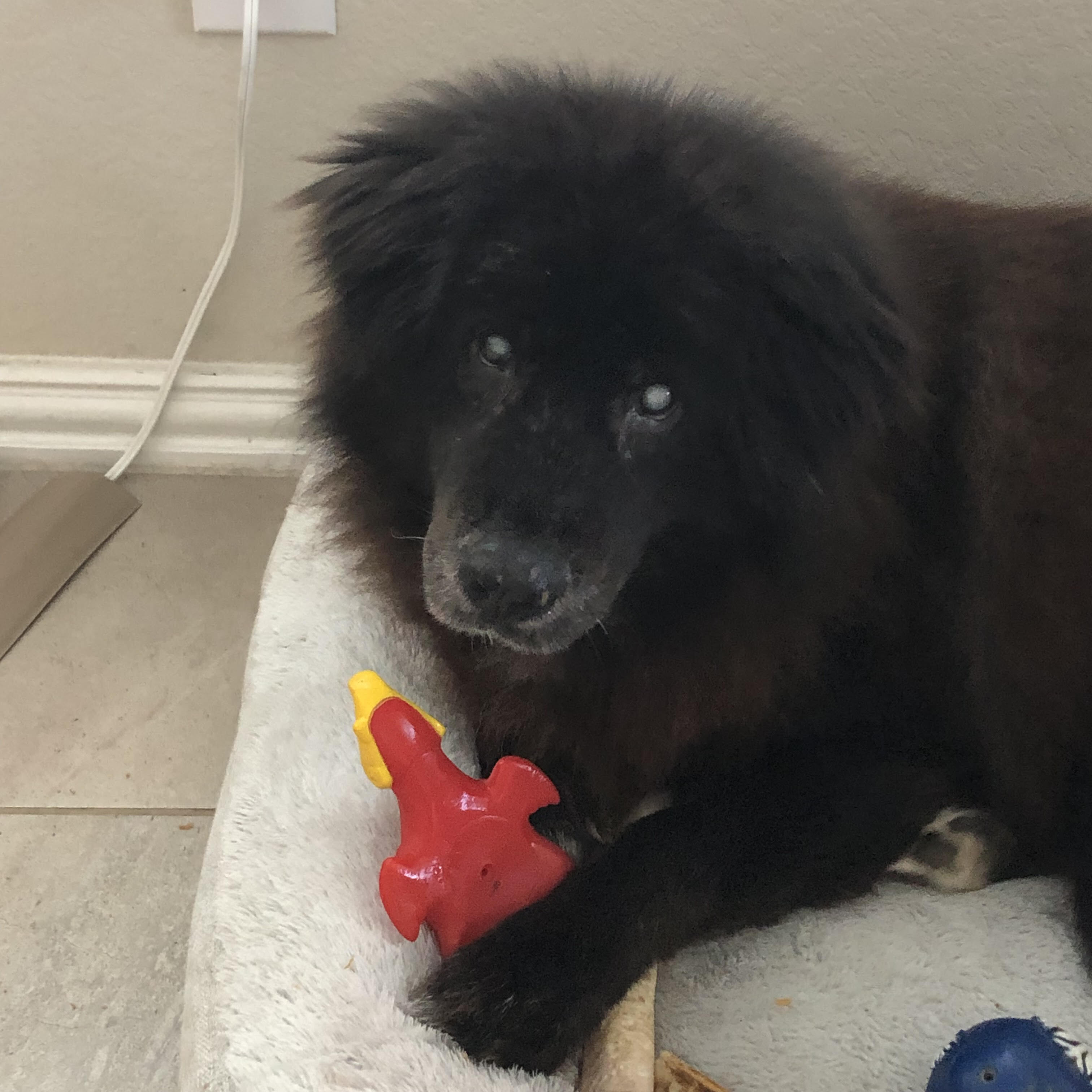 Enlarge Kristoff (FL), a Adoptable mixed breed in Ocala, FL image 1/8