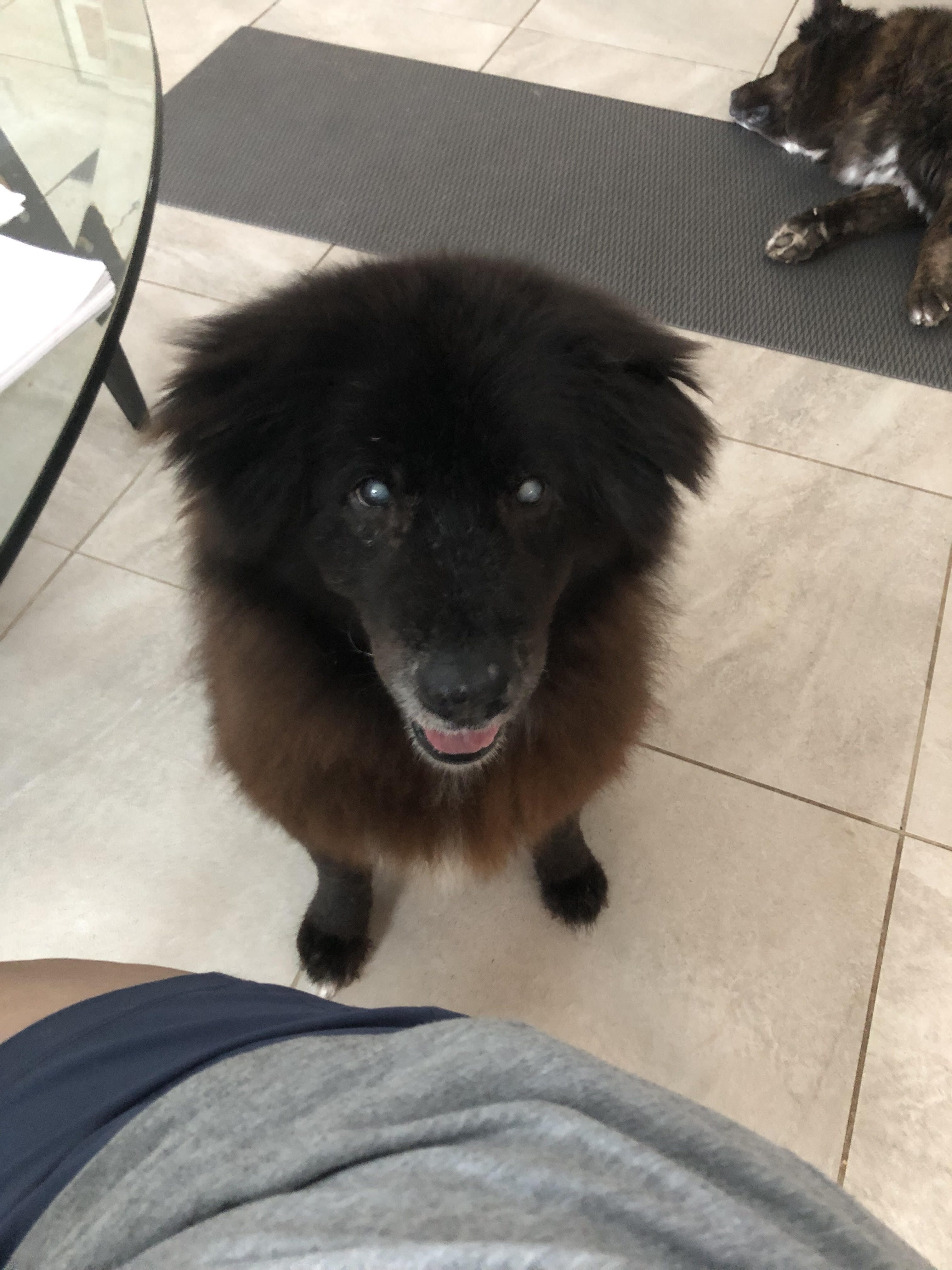 Enlarge Kristoff (FL), a Adoptable mixed breed in Ocala, FL image 2/8