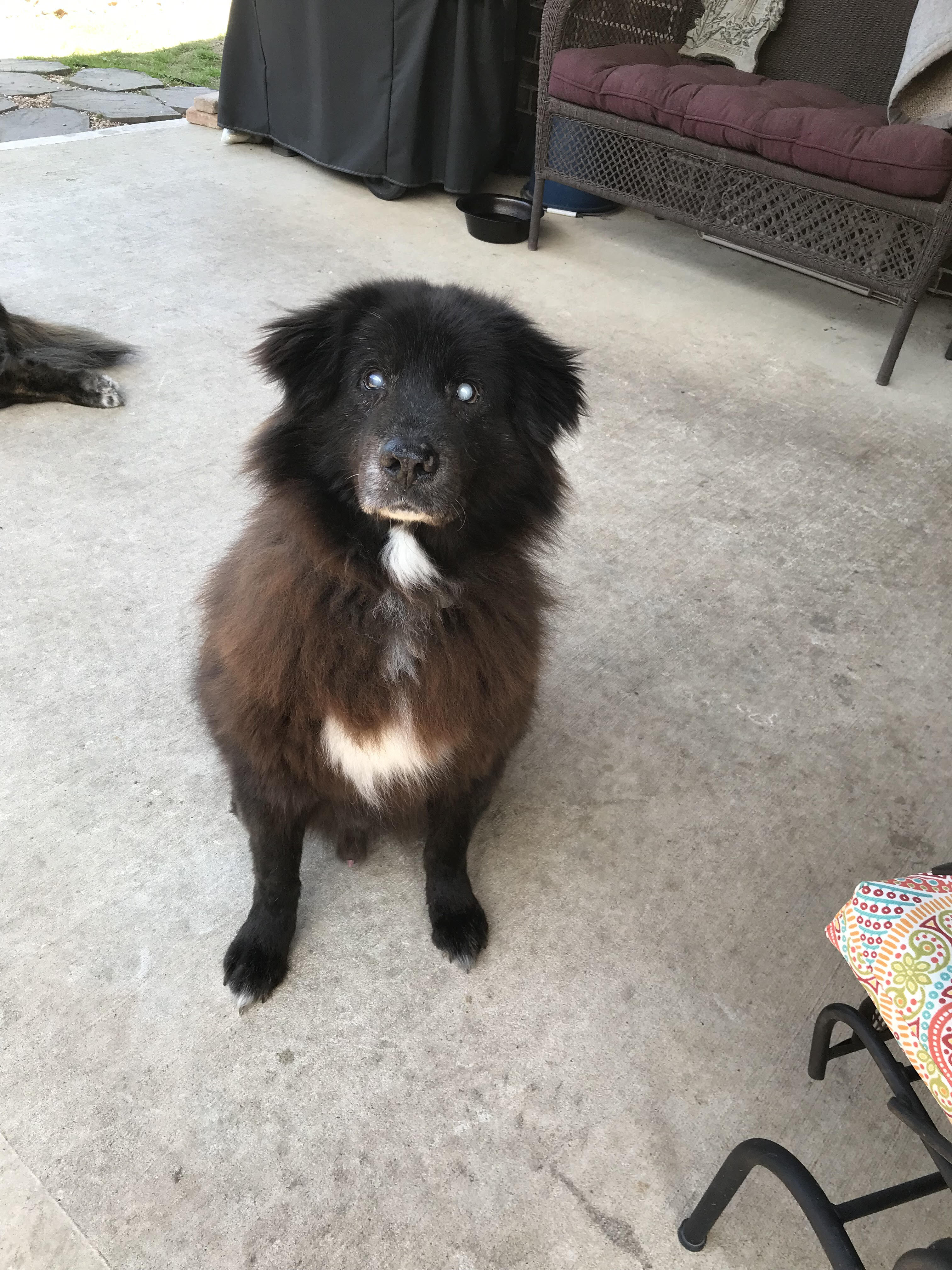 Kristoff (FL), Adoptable, Senior Male Chow Chow & Newfoundland Dog.